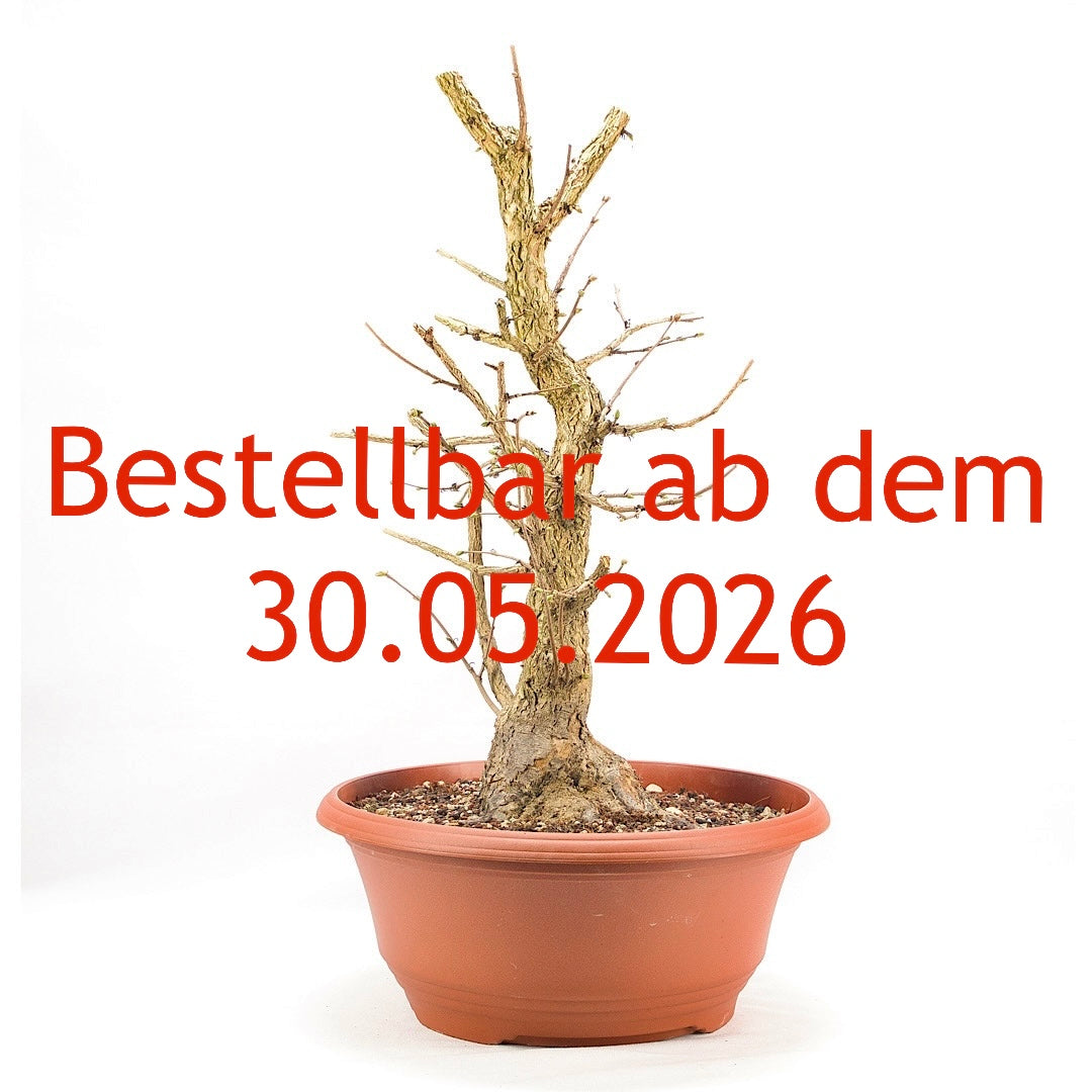 Baumhasel 'Corylus colurna'